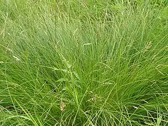 Общий вид растения, Чешская Республика