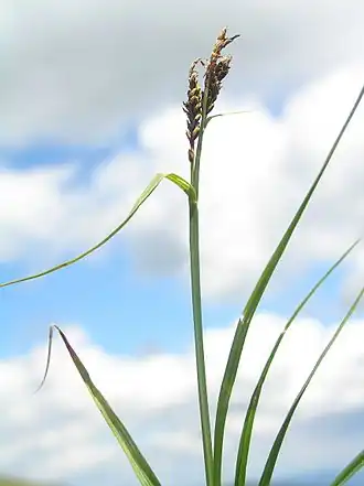 Осока Бигелоу