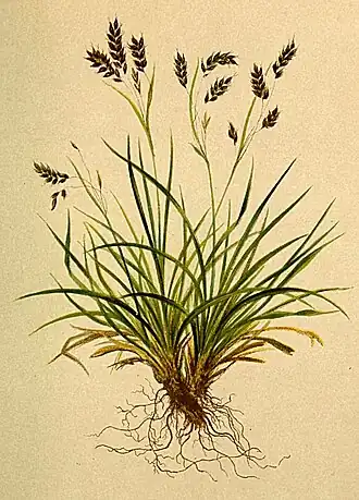 Ботаническая иллюстрация из книги Anton Hartinger
«Atlas der Alenflora», 1882