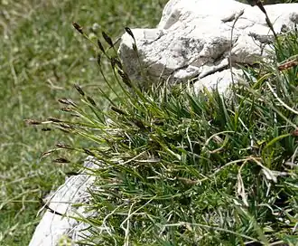 Общий вид цветущего растения.