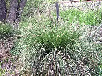 Общий вид растения, Северо-Западная Германия