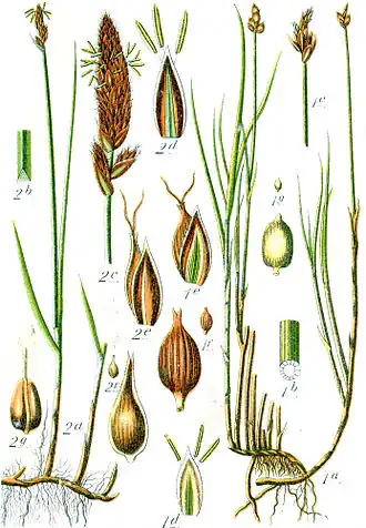 Ботаническая иллюстрация Якоба Штурма из книги Deutschlands Flora in Abbildungen, 17961 — Carex chordorrhiza