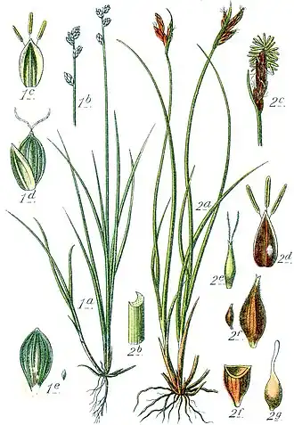 Ботаническая иллюстрация Якоба Штурма из книги Deutschlands Flora in Abbildungen, 17961 — Осока плевельная