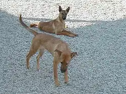 Каролинская собака