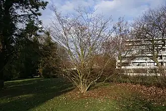 Общий вид взрослого растения