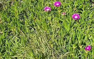 Carpobrotus deliciosus