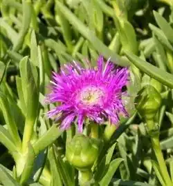 Carpobrotus dimidiatus