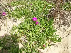 Carpobrotus glaucescens