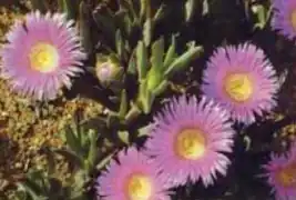 Carpobrotus muirii