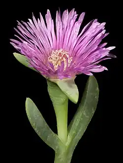 Carpobrotus virescens