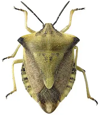 Щитник остроплечий