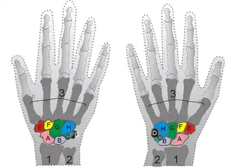 Кости кисти человека. На левом рисунке представлен вид с тыла кисти, на правом — с её ладонной поверхности. Кости запястья выделены цветом и обозначены буквами. Проксимальный ряд: A — ладьевидная, B — полулунная, C — трёхгранная, D — гороховидная. Дистальный ряд: E — кость-трапеция, F — трапециевидная, G — головчатая, H — крючковидная.