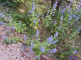 Caryopteris incana