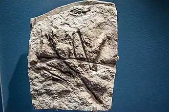 Слепок голотипного образца NHMUK R3556