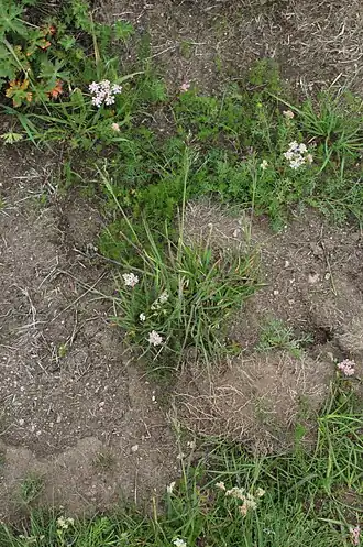 Катаброзочка разноцветная (Catabrosella variegata)