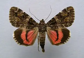 Catocala coniuncta