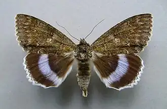 Catocala fraxini