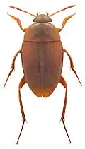 Catopidius depressus