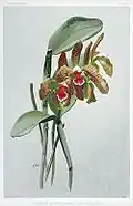 Cattleya granulosa var schofieldiana