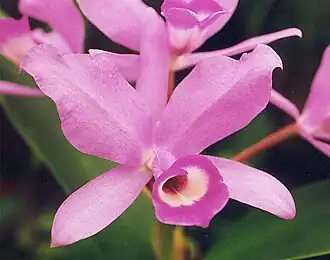 Guarianthe skinneri, национальный цветок Коста-Рики