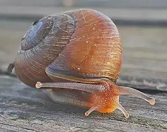 Caucasotachea leucoranea