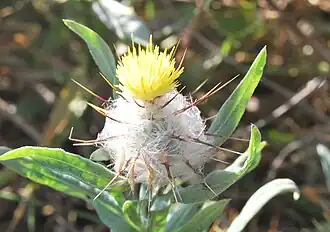 Centaurea eriophora
