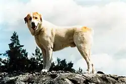 Среднеазиатская овчарка