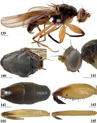 Centrioncus prodiopsis