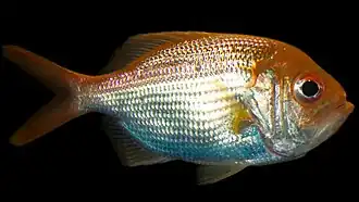 Желтоглазый берикс