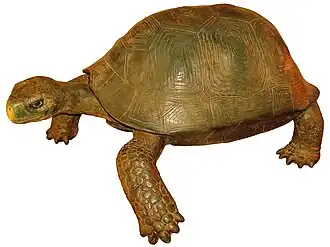 Реконструкция в Музее природы и человека (Санта-Крус-де-Тенерифе)