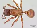 Centromyrmex decessor сверху