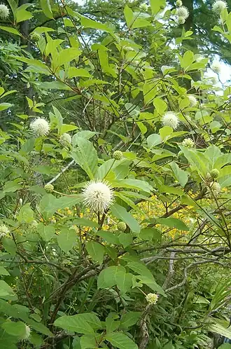 Цветоголовник западный (Cephalanthus occidentalis), ботанический сад Берлин-Далем