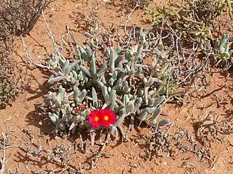 Cephalophyllum alstonii
