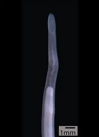 Cephalothrix filiformis