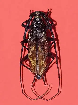 Усач Neocerambyx oenochrous