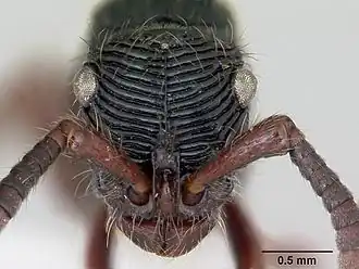 Голова солдата Chrysapace jacobsoni