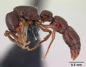 Муравей Neocerapachys splendens