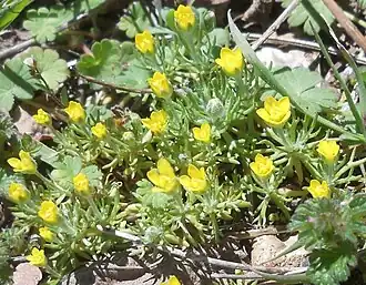 Рогоглавник серповидный (Ceratocephala falcata)