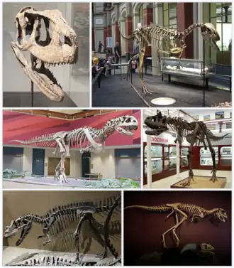 1-й ряд: ругопс, элафрозавр;
2-й ряд: майюнгазавр, карнотавр;
3-й ряд: цератозавр, Berthasaura