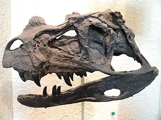 Череп Ceratosaurus nasicornis