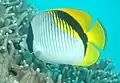 Chaetodon (Rabdophorus) lineolatus