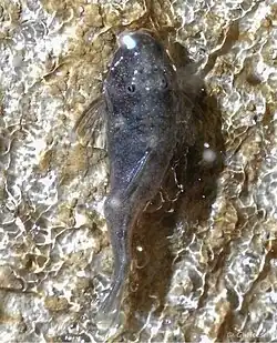 Chaetostoma microps