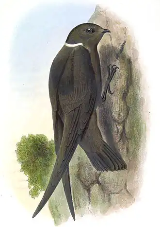 Белоголовый американский стриж1 ноября 2019