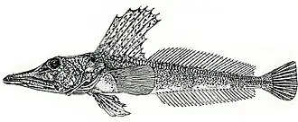Channichthys velifer, самка