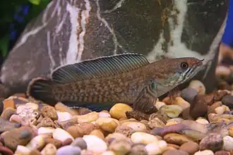 Змееголов Channa sp.