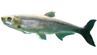 Обыкновенный верхогляд