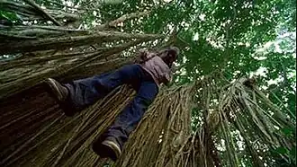 Чарли, висящий на дереве.