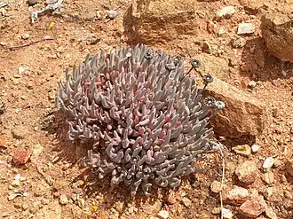 Cheiridopsis denticulata