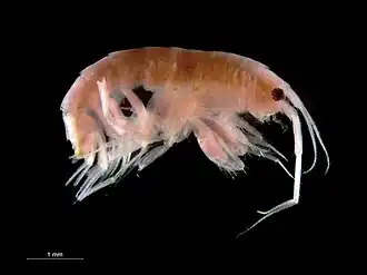 Cheirocratus sundevalli