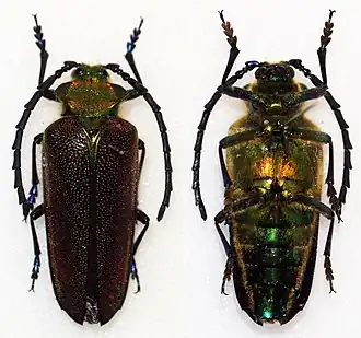 Cheloderus childreni